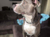 Staffordshire cross English mastiff