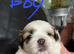3 shih tzu puppies for sale
