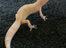 Albino leopard gecko cb26