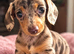 Dapple female miniature dachshund