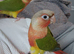 Adorable fully hand reared baby conures