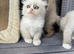 Only 3 left Mink and mink carrying ragdolls