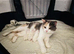 White Persian cross Angora kittens ready For Loving homes.