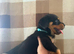 Now ready to leave German rottweiler puppies