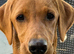 STUNNING FOX RED KC LABRADOR BITCH PUPPY