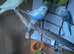 Lovely boy budgie
