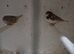 Young pairs
