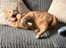Neutered male ginger tabby cat - 18 months and biological sister, unspayed, black - 18 months old