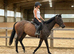 TB mare 15.2 10 yrs calm happy hack teenager’s fun horse