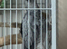 African Grey