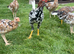Spangled Morgan whitehackle American gamefowl. Not Oxford old English/ shamo