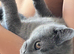 Boy kitten ready now