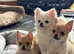 Gorgeous Pomchi Boys
