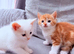 Stunning and very playful  kittens ginger white male female