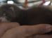 Gorgeous Ferret Kits Angora, semi and standard/long - Ready Now 4 Jills left