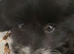 TOY POODLE CROSS