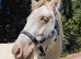 Cremello hermits bred colt