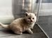 Stunning Lilac Golden Kittens - Tica Registered