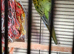 3 rosellas 1 cockateil