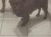Beautiful peekapom x staffy