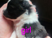 Pomeranian puppy's