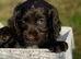 4 gorgeous cocker pups for sale