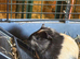 Last three Baby Male Guinea Pigs for sale