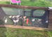 Legbar, Light Sussex, Buff Orpington, BCM chicks
