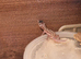 Midnight blizzard eclipse female gecko