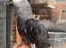African grey parrot