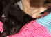 Nice two male kittens!