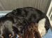 Tiny longhaired dachshunds