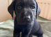 KC registered working black labrador puppies