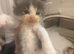 Ragdoll Cross Maine coon Kittens