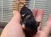 Really friendly black & white male fancy mouse