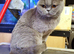 British Shorthair Female