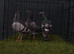 4 Racing pigeons