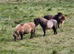 Licenced SA clear proven minature shetland stallion