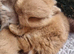 Adorable Pure Bed Netherland Dwarf bunnies