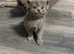 5 Beautiful british short hair kittens