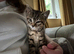 Stunning Mixed‑Breed British Shorthair Tabby Kittens &ndash; Ready to Reserve!