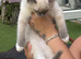 Pedigree blue point kittens ready now