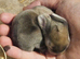 Lion head x french lop