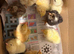 Hybrid chicks days old looking for new heat plates