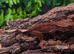 Cappuccino Crested Gecko's