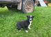 Collie Pups