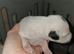 Whippet Puppies