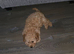 Loving Cockapoo ready to go to a loving home