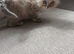 1 beautiful male ragdoll left