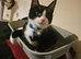 Tuxedo male kitten
